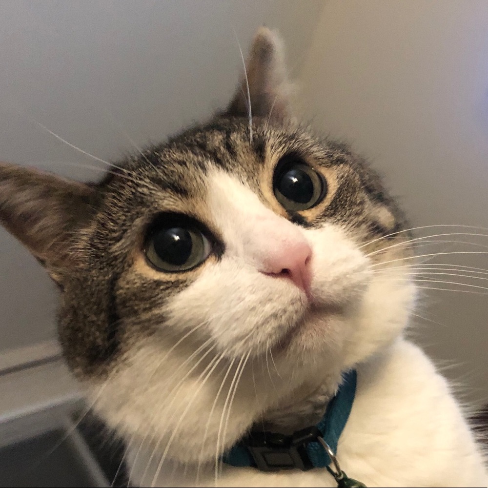 Meet your Posher, Alexandria